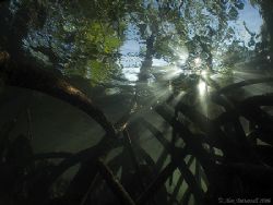 Sunlight through the Mangroves.. e900 plus Fish Eye by Alex Tattersall 
